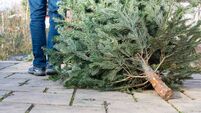 Christmas tree shredding in Waterford