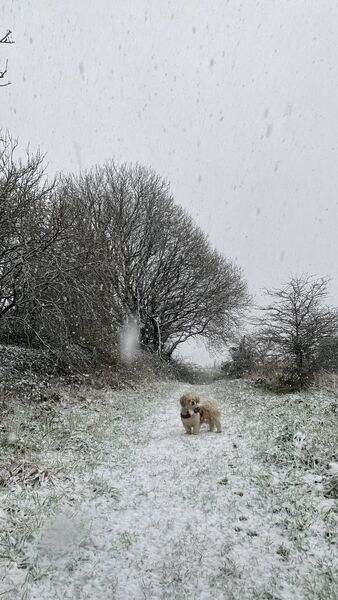 Ziggy the Dog stars in a snowy scene in the Dunhill/Anne Valley nature reserve area. Photos by Fergal.