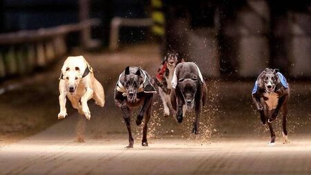 Greyhound Racing at Kilcohan Park on Thursday postponed