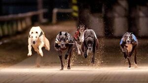 Greyhound Racing at Kilcohan Park on Thursday postponed