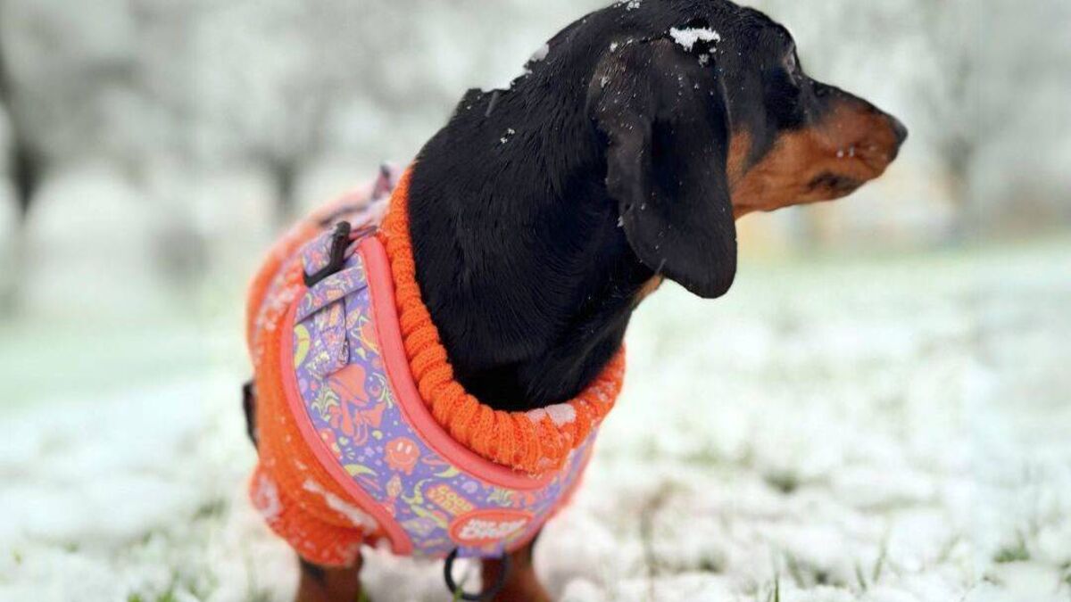 In Photos: Snow scenes from around Waterford captured by members of the public