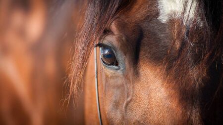 ‘If you can’t mind a goldfish’ - calls for stricter bylaws for horse ownership in Waterford