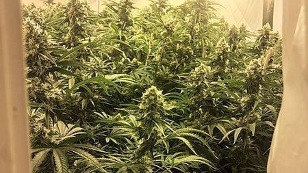 Man arrested after gardaí discover cannabis growhouse in Co Wexford