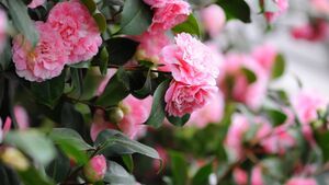 Green Fingers: No sense in non scents Green Fingers: No sense in non scents