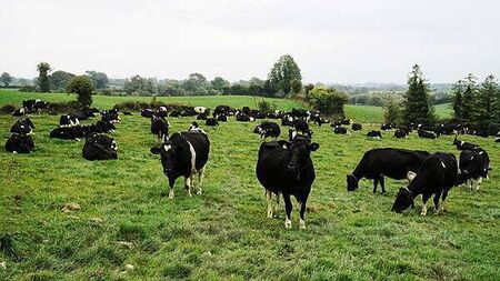 North restricts animal imports from German area hit by foot-and-mouth disease