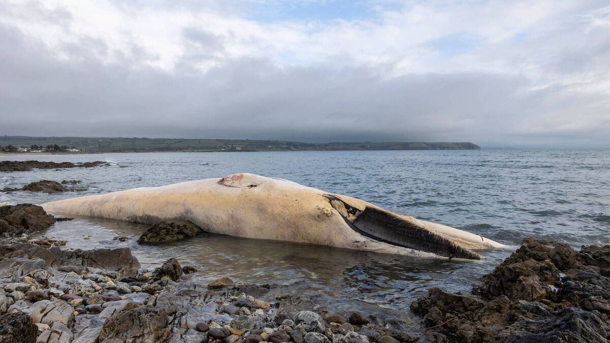 Important information issued on whale that washed up in Waterford