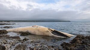 Important information issued on whale that washed up in Waterford Important information issued on whale that washed up in Waterford