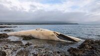 Important information issued on whale that washed up in Waterford