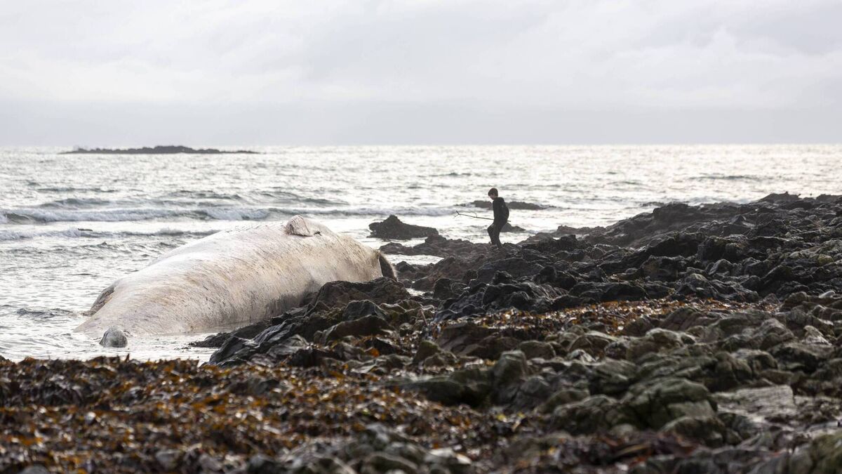 GALLERY: Large whale washes ashore in Waterford