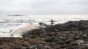 GALLERY: Large whale washes ashore in Waterford GALLERY: Large whale washes ashore in Waterford