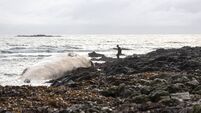 GALLERY: Large whale washes ashore in Waterford