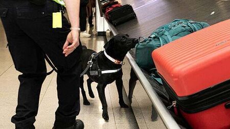 Man jailed for transporting cannabis into Ireland when he believed it was edible bird nests