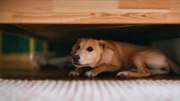 How to keep your pets safe during Storm Éowyn