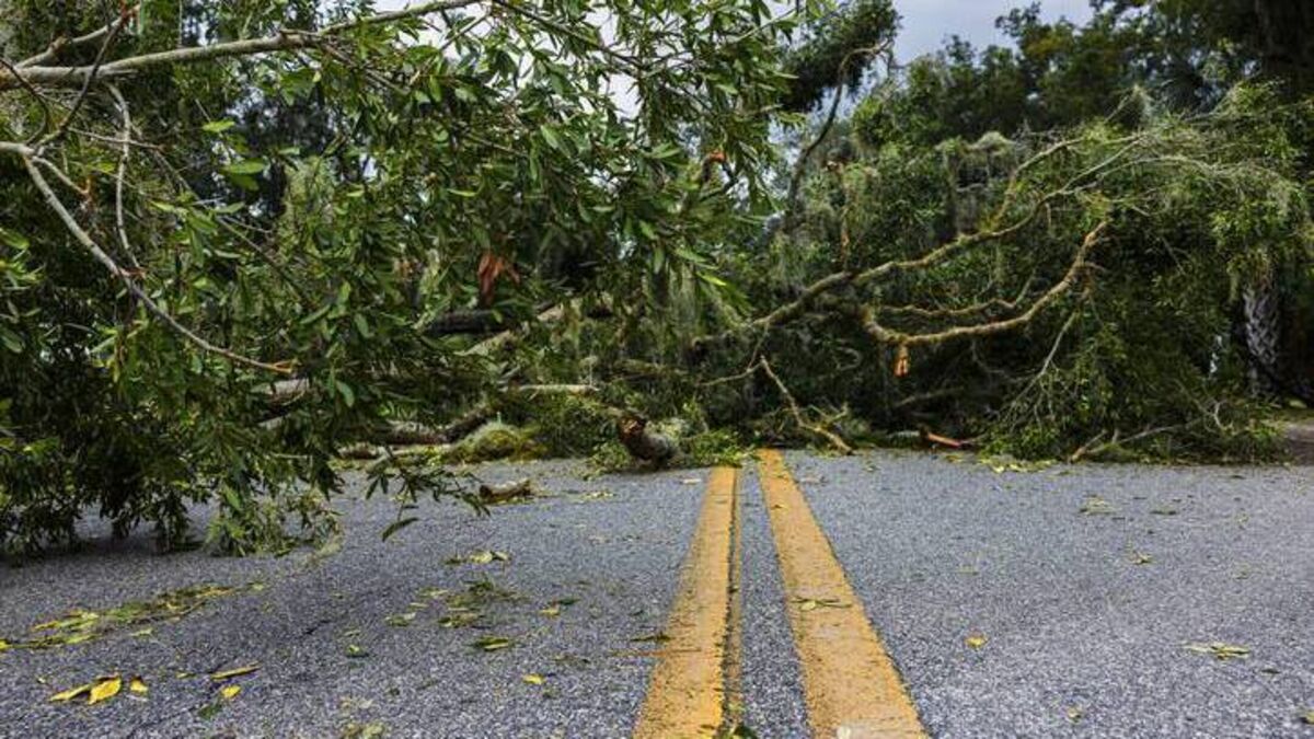 Reports of fallen trees and power lines down as Storm Éowyn wreaks havoc across Waterford