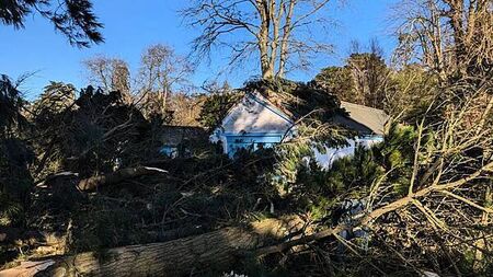 Storm Éowyn: More than 10,000 trees toppled in Co Down country estate