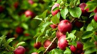 Green Fingers: A question of growing some fruit