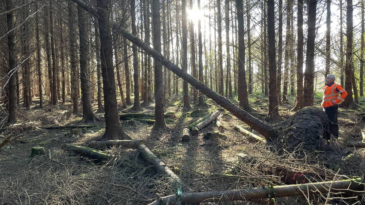 Managing forest damage: practical steps for farmers