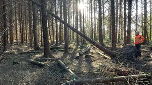 Managing forest damage: practical steps for farmers