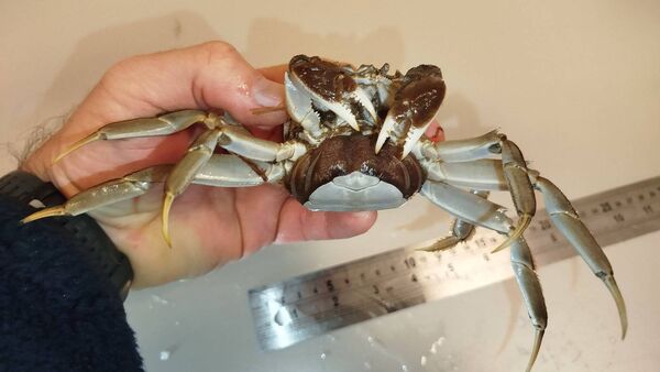 'High impact invasive alien species' found in Waterford