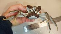 'High impact invasive alien species' found in Waterford
