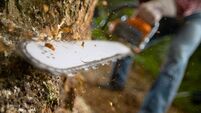 Traffic management to be implemented in Waterford for tree felling to take place 