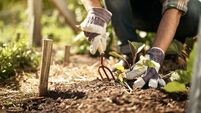 Green Fingers: Green gardening for green gardeners