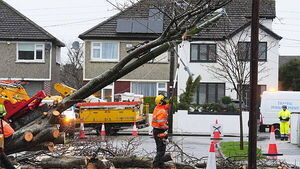 Wicklow man on trial for violent assault on neighbour in dispute over firewood cut by ESB Wicklow man on trial for violent assault on neighbour in dispute over firewood cut by ESB