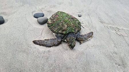 Rare and endangered green turtle washes up on Co Clare beach