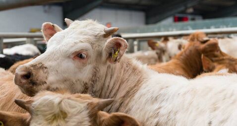 Farming: Results from Dungarvan Mart