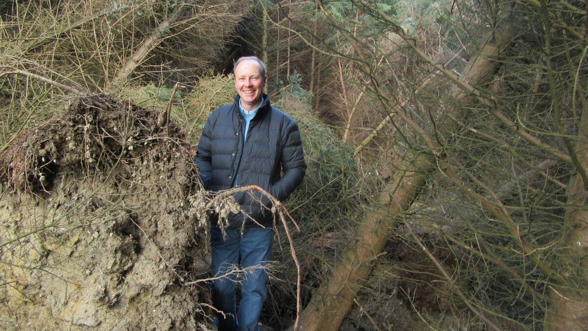 Farming: Forest Windblow Taskforce announced