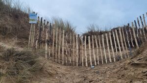 A novel way of rebuilding and protecting Tramore's iconic sand dunes