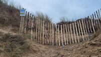 A novel way of rebuilding and protecting Tramore's iconic sand dunes