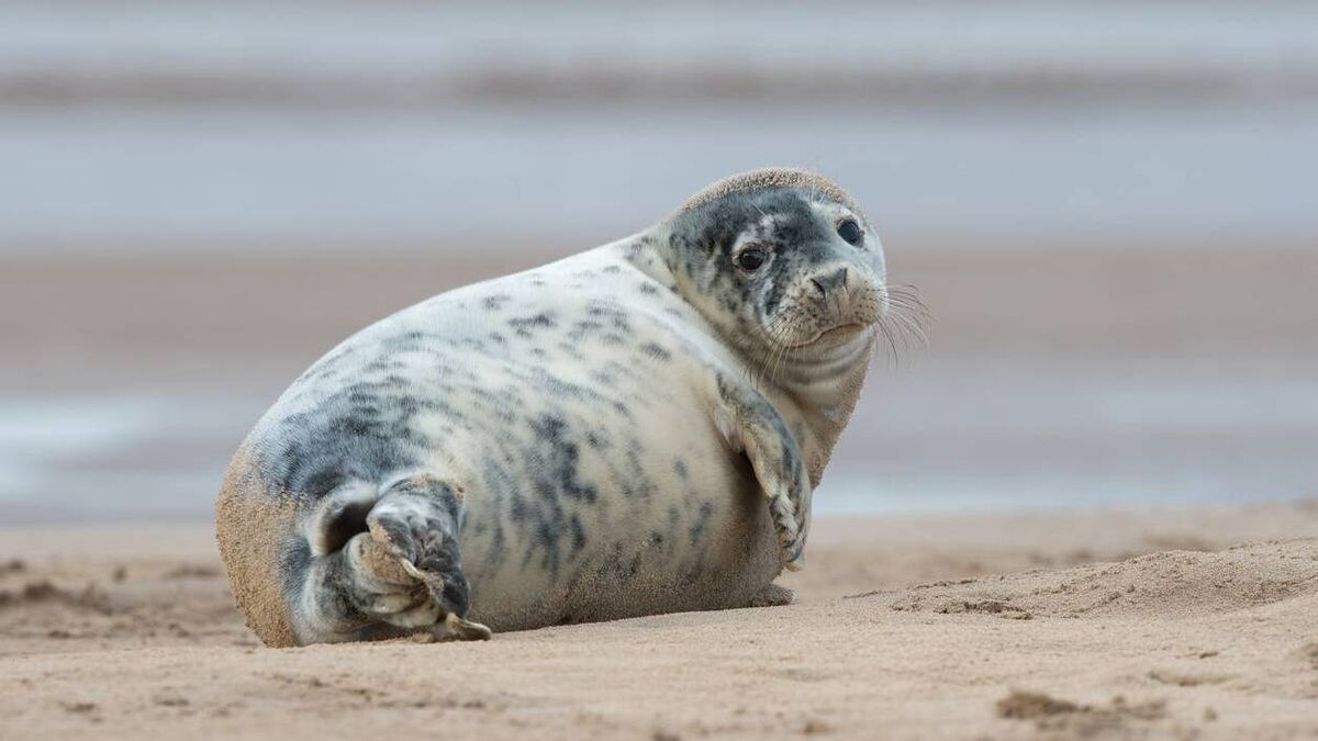 Waterford eco group mount impressive rescue of beach-bound seal pup