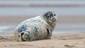 Waterford eco group mount impressive rescue of beach-bound seal pup