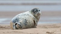 Waterford eco group mount impressive rescue of beach-bound seal pup