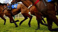 Million-euro stallion to be stabled at Carlow stud amid ownership dispute, court orders