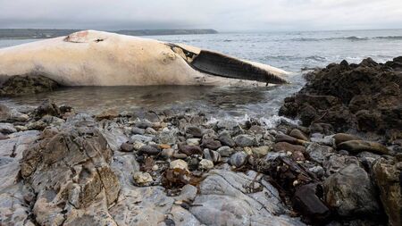 Council unable to remove 'oozing' whale carcass washed up on Waterford beach