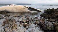 Council unable to remove 'oozing' whale carcass washed up on Waterford beach