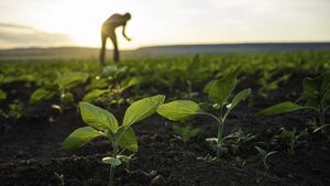 Minister Heydon issues a €3 million call for proposals for the further promotion and development of the organic sector