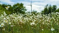 Wildflower seed packets are out and meadows are in for Waterford