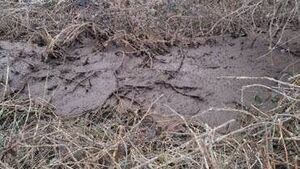Appeal for information on slurry dumping incident in Waterford Appeal for information on slurry dumping incident in Waterford