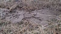 Appeal for information on slurry dumping incident in Waterford