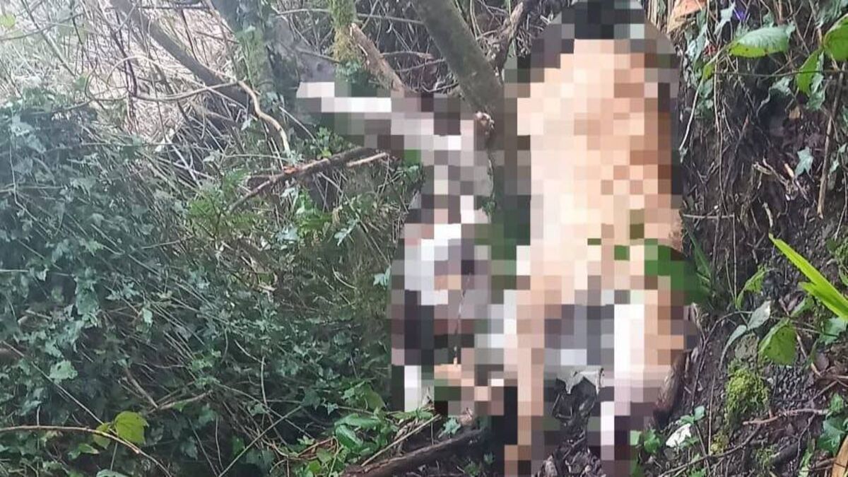 Information sought on dead dogs found in  Waterford