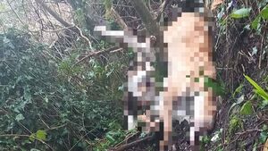 Information sought on dead dogs found in  Waterford