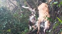 Information sought on dead dogs found in  Waterford