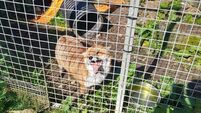 Déise Animal Sanctuary to cease operations following animal welfare issues