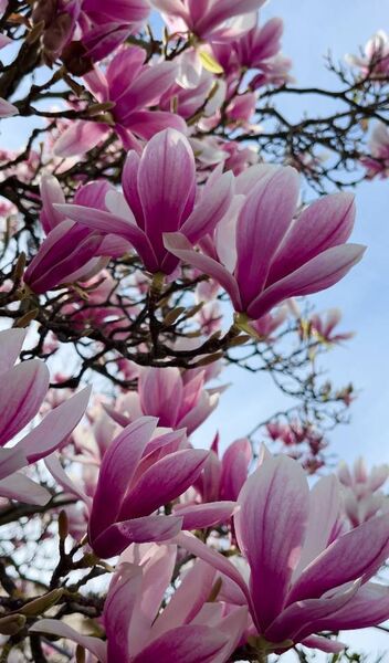 Magnolia