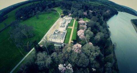 Majestic magnolias at Mount Congreve in Waterford 
