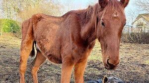 Kildare couple jailed for five months over cruelty to horse