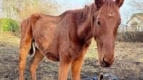 Kildare couple jailed for five months over cruelty to horse